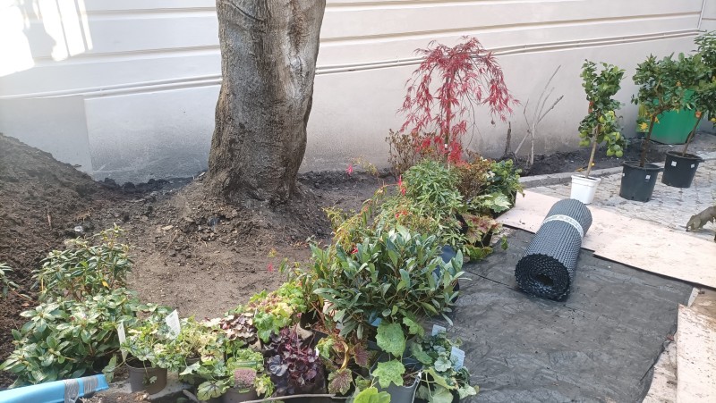 Plantation d'une petite cour intérieur à proximité de Garches