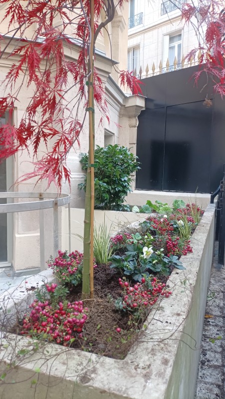 Plantation d'une petite cour intérieur à proximité de Garches