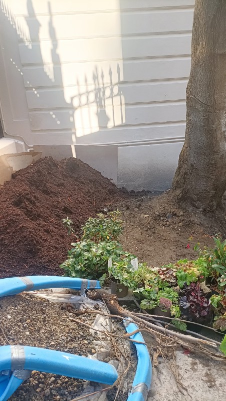 Plantation d'une petite cour intérieur à proximité de Garches