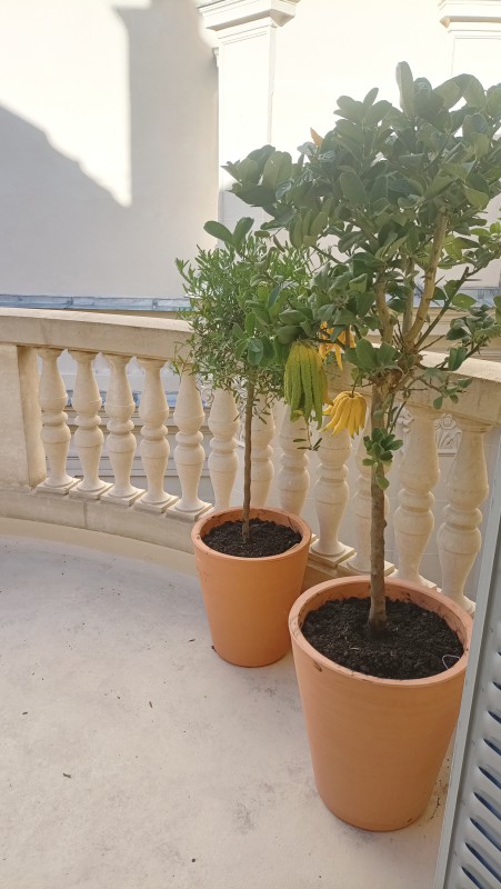 Plantation d'une petite cour intérieur à proximité de Garches