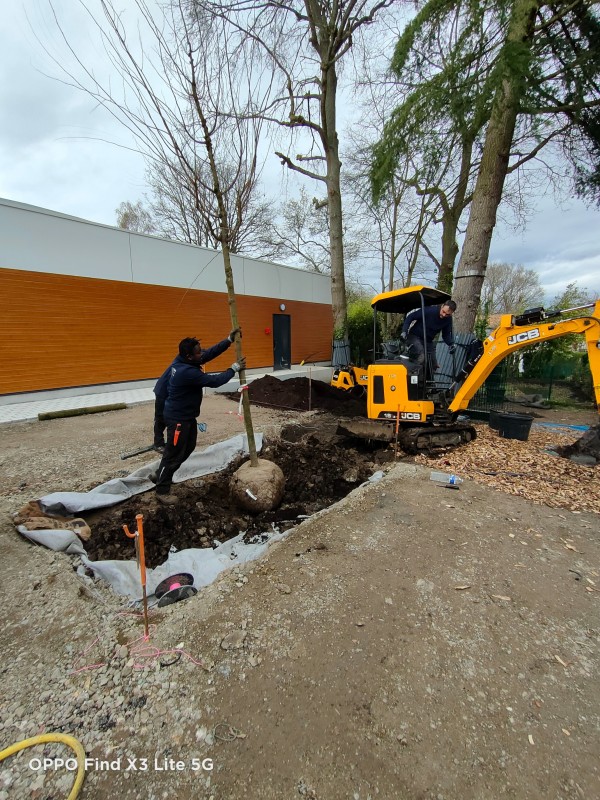 Plantation d'un arbre