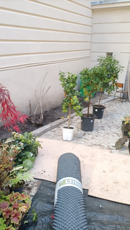 Plantation d'une petite cour intérieur à proximité de Garches