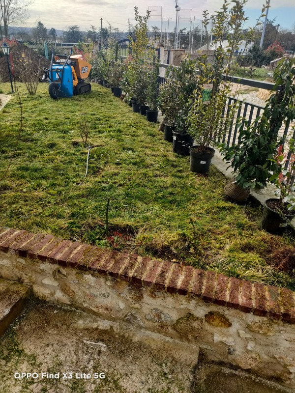 Réalisation d'une plantation de haie à proximité de St Germain en Laye
