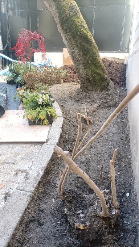 Plantation d'une petite cour intérieur à proximité de Garches