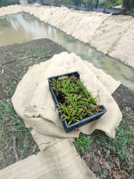 Aménagement des espaces verts du gymnase de l'Etang la Ville