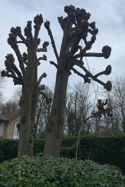 Elagage de vos arbres  à l'Etang la Ville