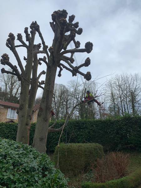 Elagage de vos arbres  à l'Etang la Ville