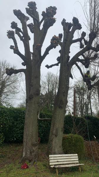 Elagage de vos arbres  à l'Etang la Ville