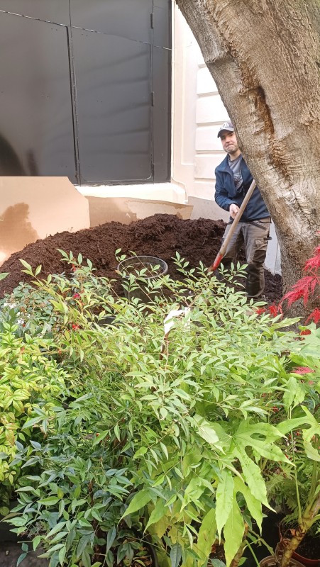 Plantation d'une petite cour intérieur à proximité de Garches