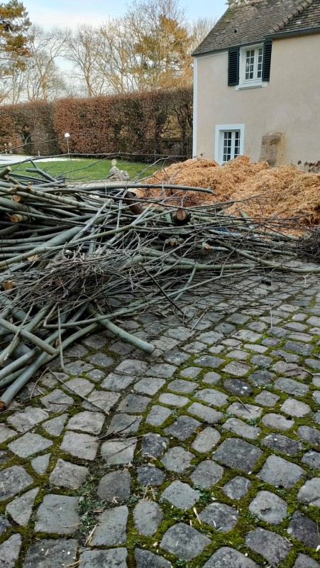 Chantier d' élagage de tilleuls