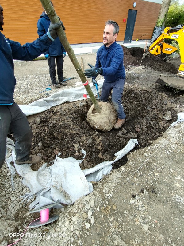 Plantation d'un Zelkova à l'Etang la Ville