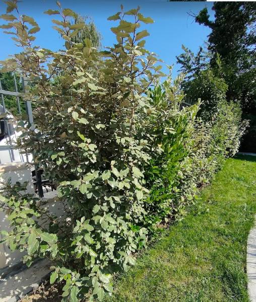 Plantation de haie et gazon dans une maison à St Germain en Laye 78