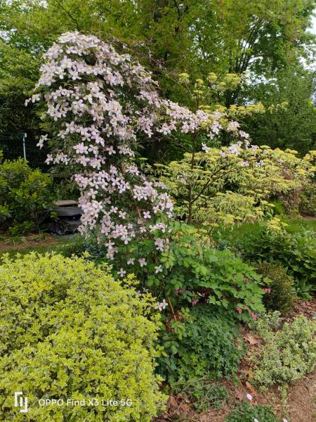 Jardin anglais à Saint Germain en Laye