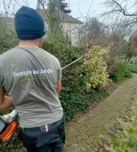 Taille des haies 